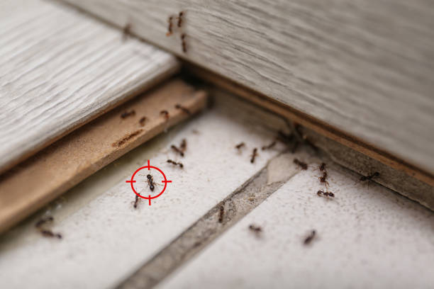 Best Local Pest Control Services  in Brush Prairie, WA