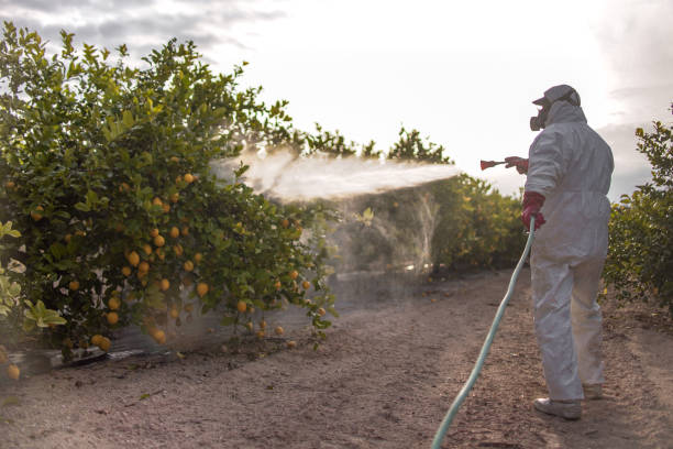 Best Affordable Pest Control Services  in Brush Prairie, WA