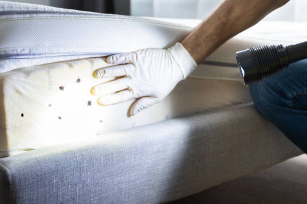 Best Ant Control Services  in Brush Prairie, WA