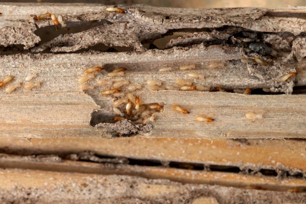 Best Bed Bug Extermination  in Brush Prairie, WA