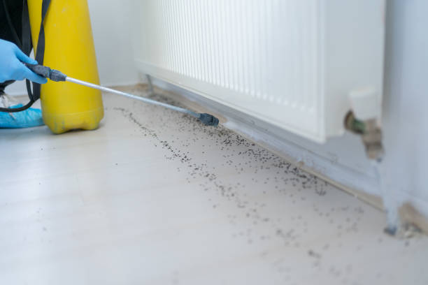 Best Mosquito Control Services  in Brush Prairie, WA