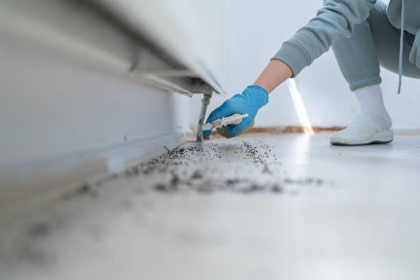 Best Termite Control Services  in Brush Prairie, WA